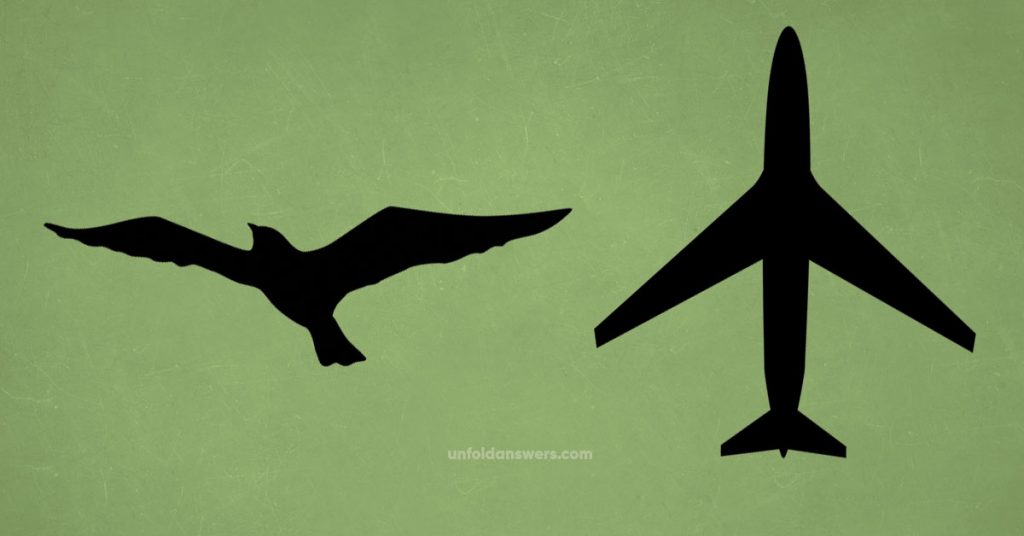 Birds And Aircraft 5 Lesser Known Similarities